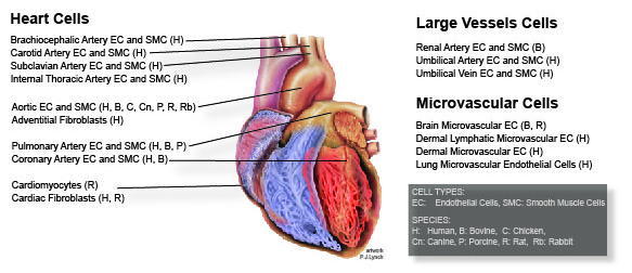 Cardiac