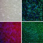 Human Neural Stem Cells, Adherent: HNSC-2D