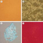 Human Mesenchymal Stem Cells from Adipose Tissue: HMSC-Ad