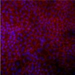 Human Ascending Colon Epithelial Cells: HCnAEpC