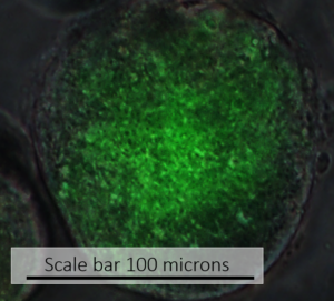 CFDA-3D: Biliary ducts visible throughout a 3D i-HH organoid