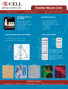 Skeletal Muscle Cell Flyer