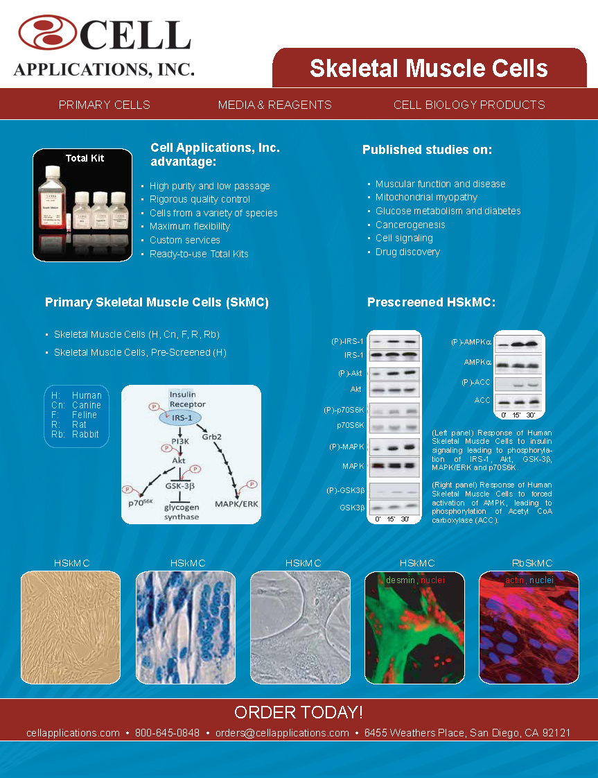 Skeletal Muscle Cell Flyer